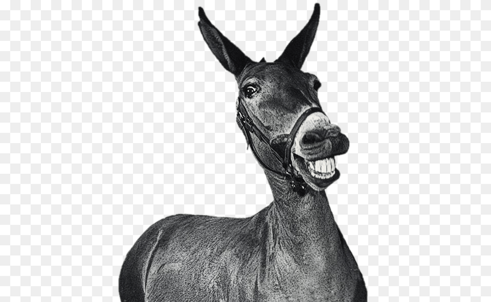 Laughing Mule Black And White, Animal, Donkey, Mammal, Kangaroo Free Transparent Png