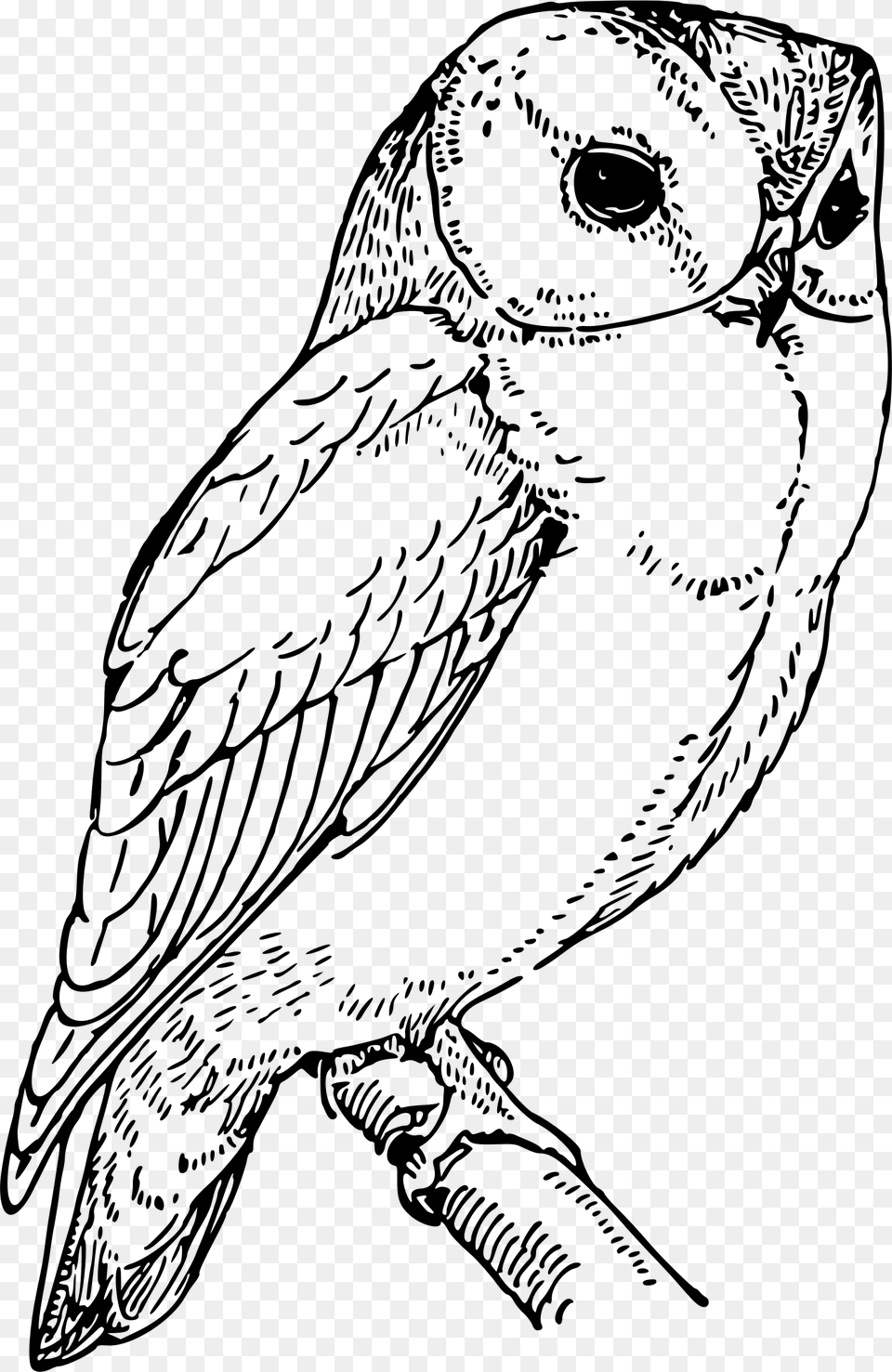 Laughing Owl Clip Arts Black And White Barn Owl Clipart, Gray Free Png