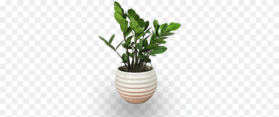 Laughing Plants For Indoor, Jar, Leaf, Plant, Planter Png Image
