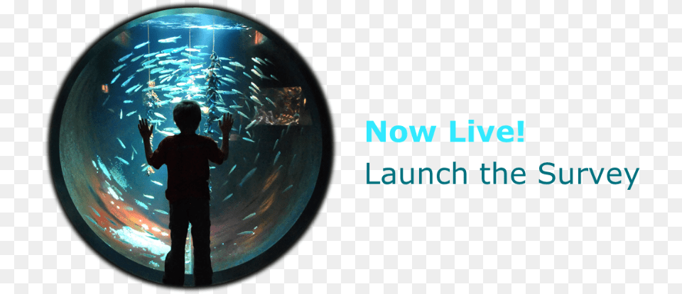 Launchsurvey Deloitte Development Llc, Animal, Sea Life, Fish, Aquatic Free Transparent Png