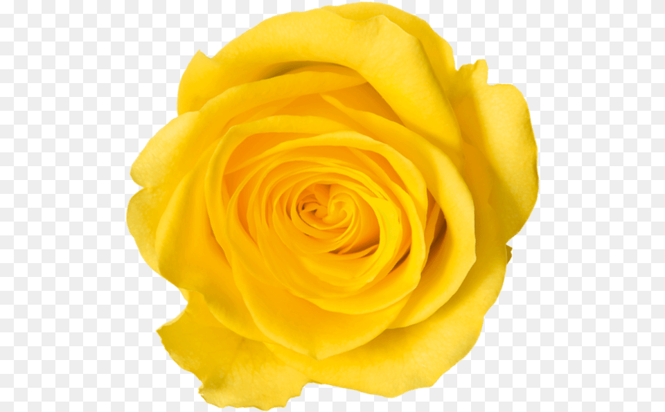 Laurdiy Lauren Riihimaki Diy Flower Rose Yellow, Plant, Petal Png Image