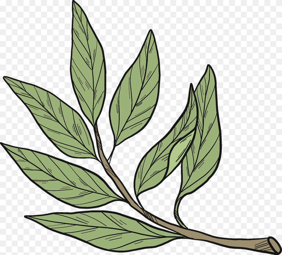 Laurel Clipart, Leaf, Plant, Tree, Annonaceae Free Png