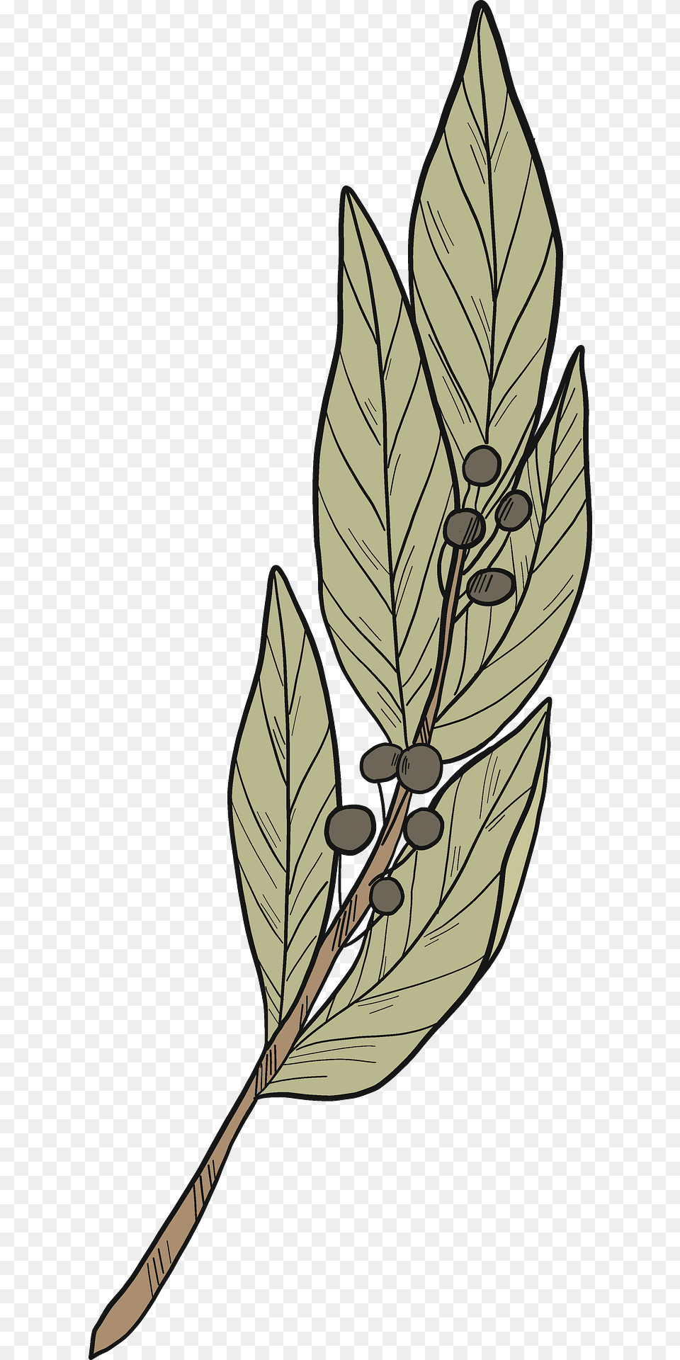 Laurel Clipart, Leaf, Plant Free Transparent Png