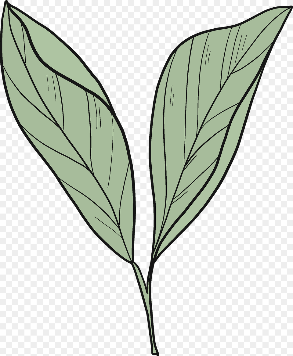 Laurel Clipart, Annonaceae, Leaf, Plant, Tree Png