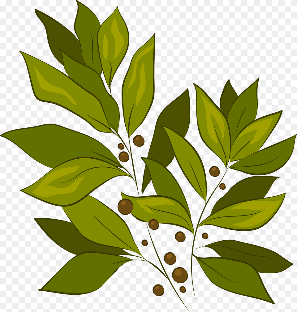 Laurel Clipart, Leaf, Plant, Herbal, Herbs Free Png