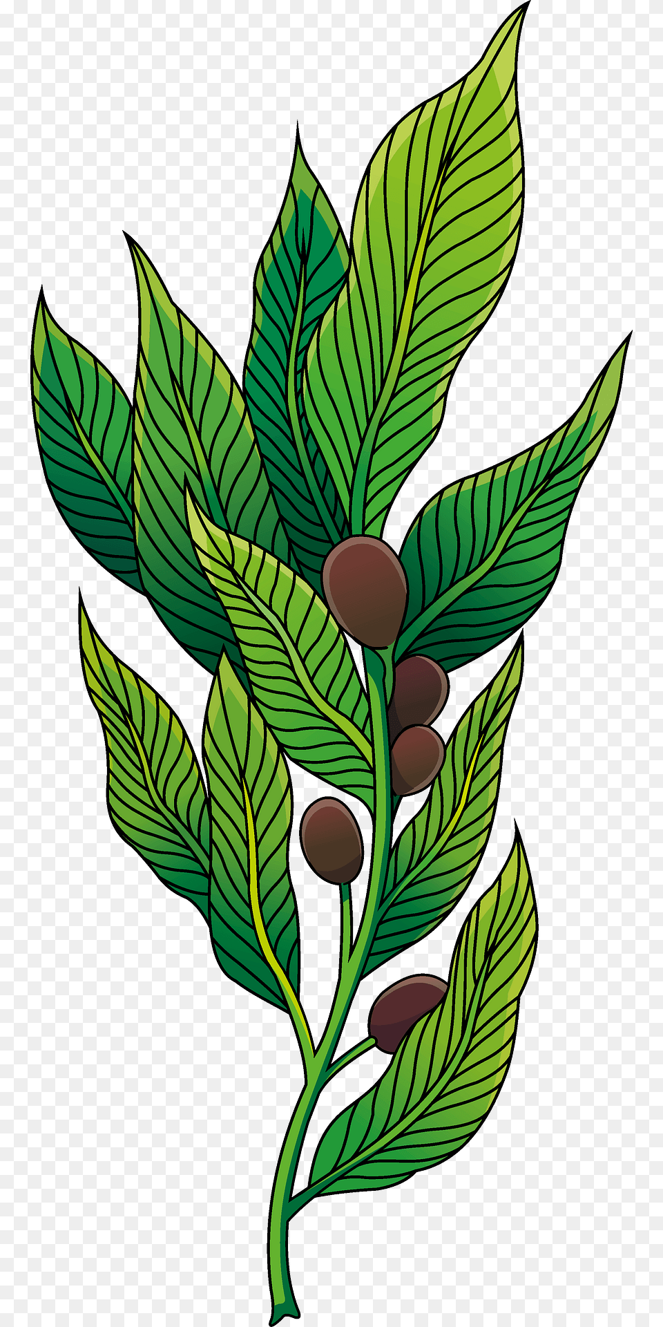 Laurel Clipart, Herbal, Herbs, Leaf, Plant Png Image