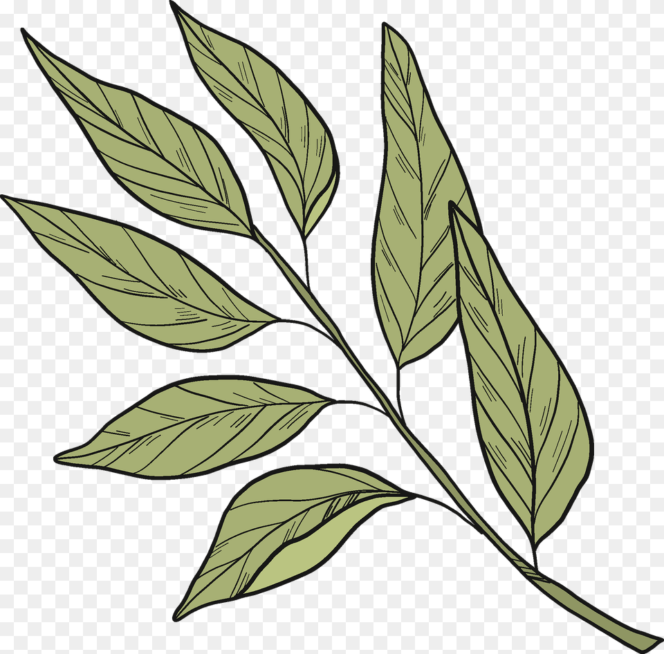 Laurel Clipart, Leaf, Plant, Tree, Art Png