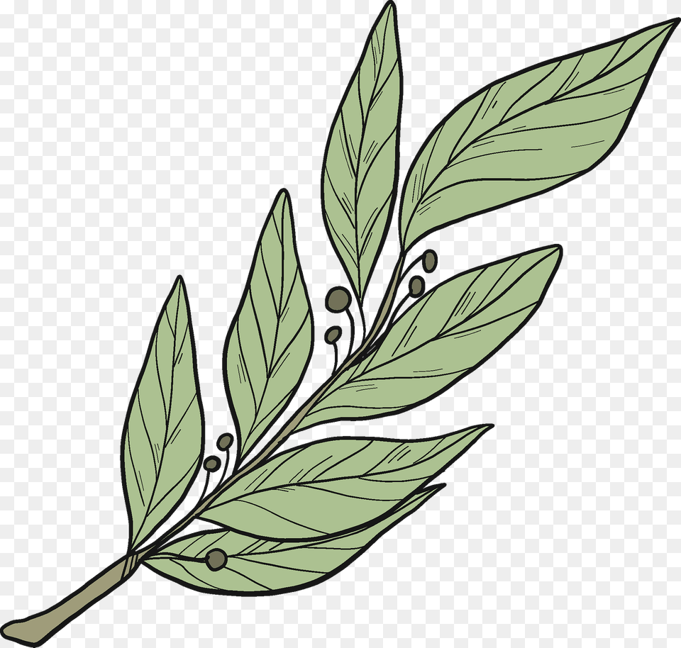 Laurel Clipart, Leaf, Plant, Grass, Art Free Png