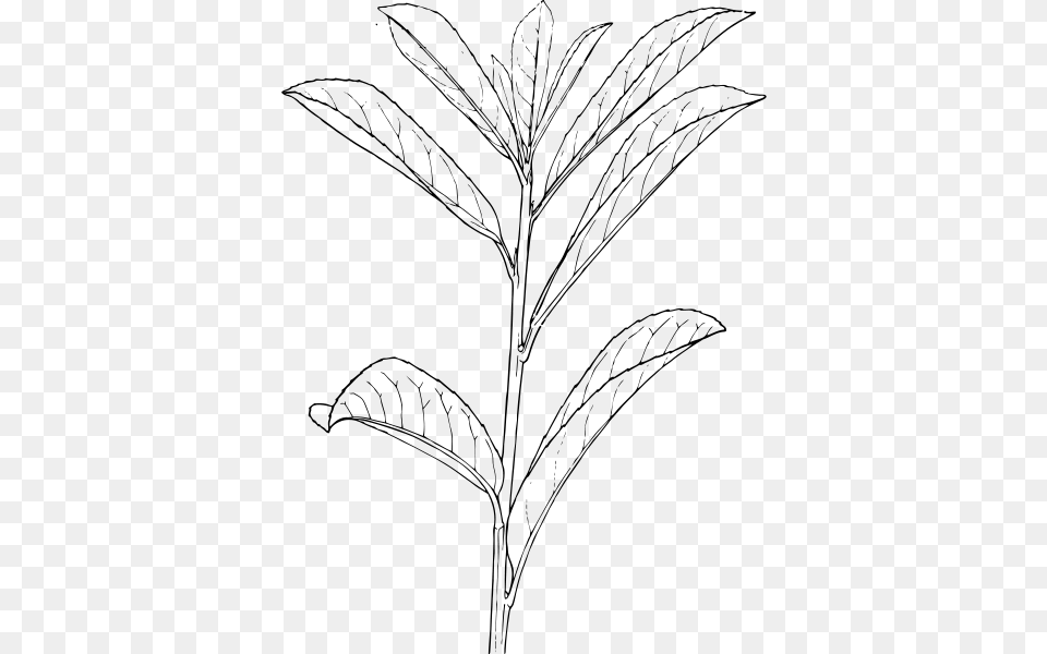 Laurel Clipart Shrub Plants Drawing, Gray Png