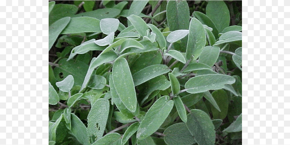 Laurel Drawing Sage Plant Sage Leaves, Herbal, Herbs, Leaf, Grass Free Png