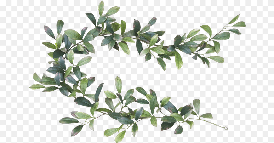 Laurel Leaf, Plant, Potted Plant, Tree, Annonaceae Free Png