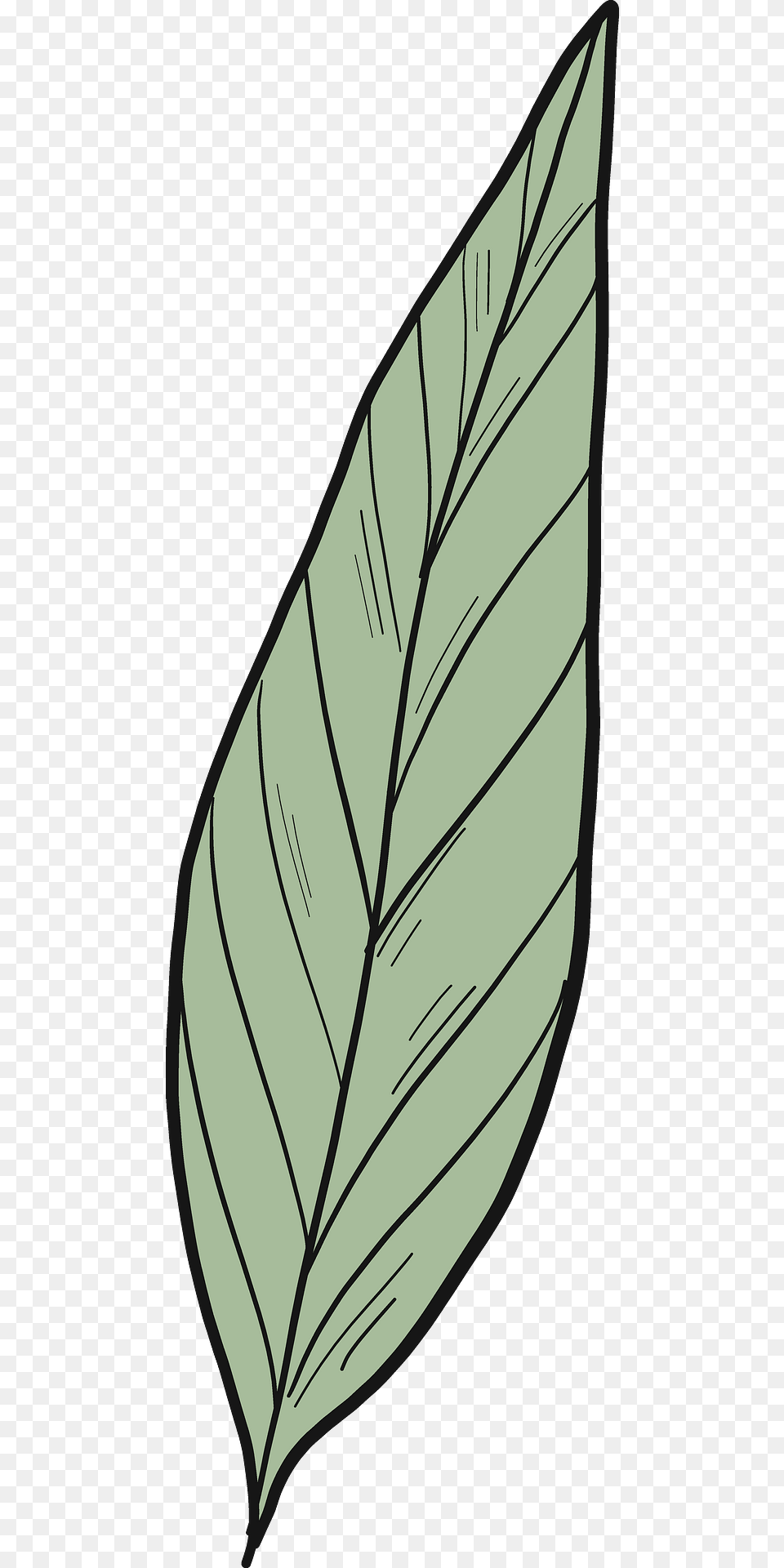 Laurel Leaf Clipart, Plant Free Png