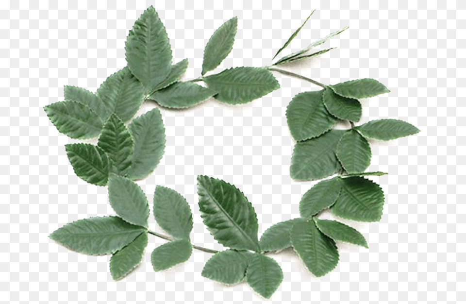 Laurel Leaf Crown, Herbal, Herbs, Plant, Astragalus Free Png Download