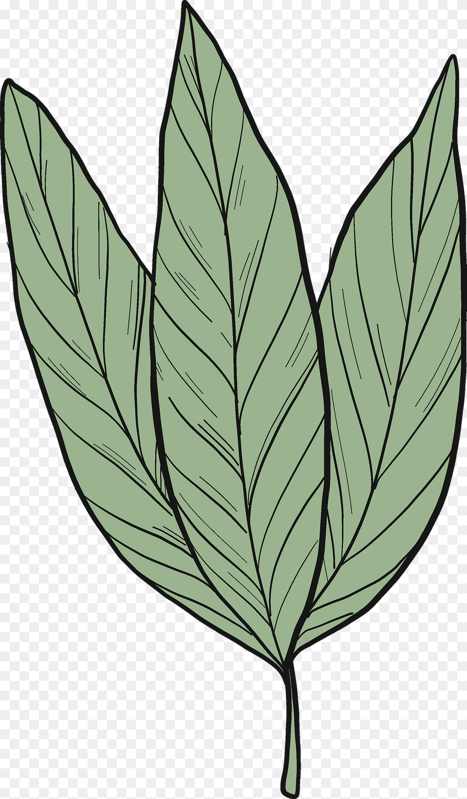 Laurel Leaves Clipart, Leaf, Plant, Tree, Annonaceae Free Transparent Png