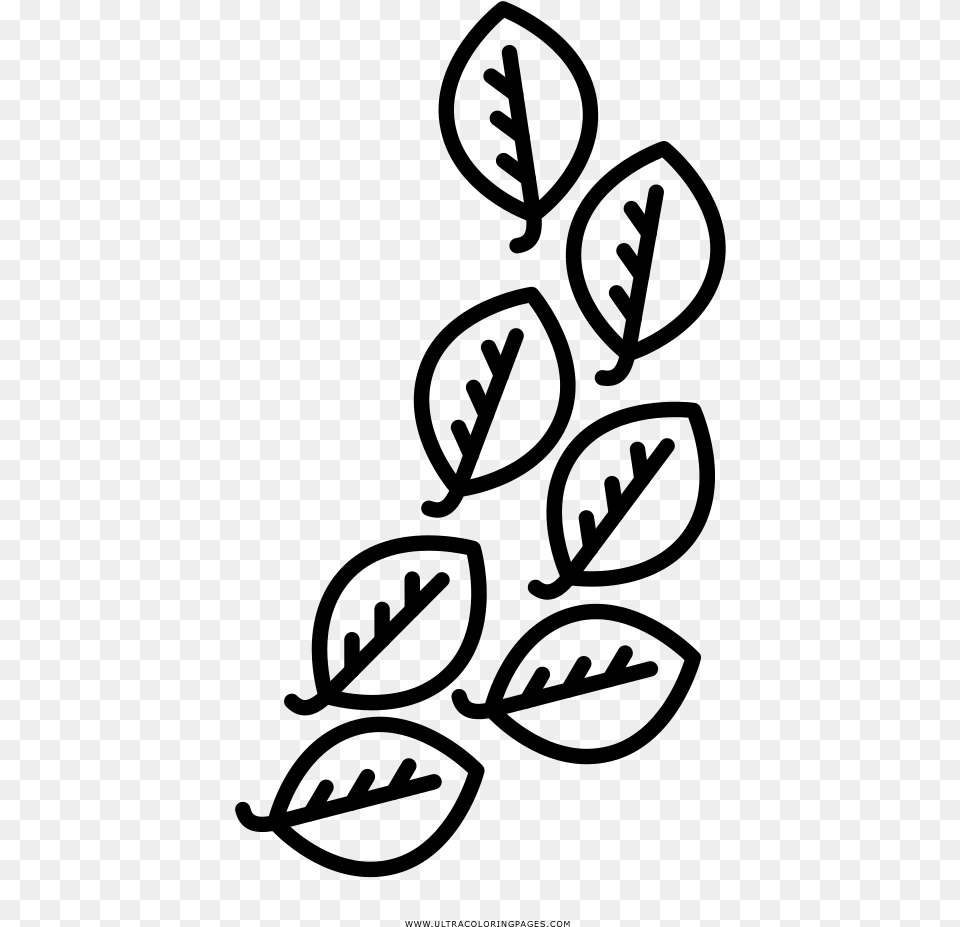 Laurel Leaves Coloring, Gray Free Transparent Png