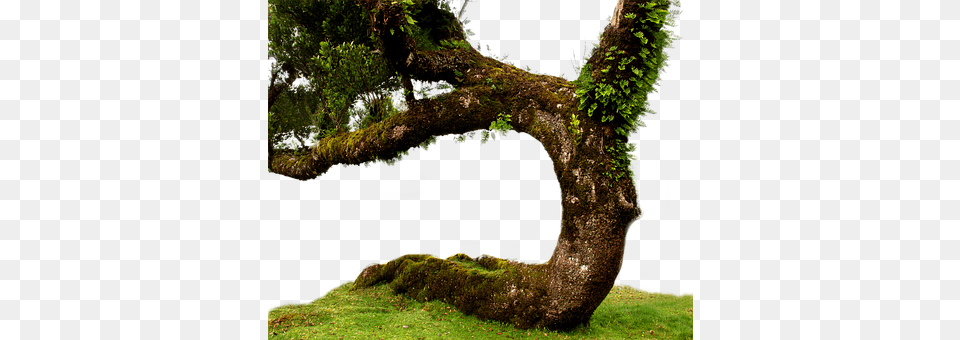Laurel Tree Moss, Plant, Tree Trunk, Land Free Png Download