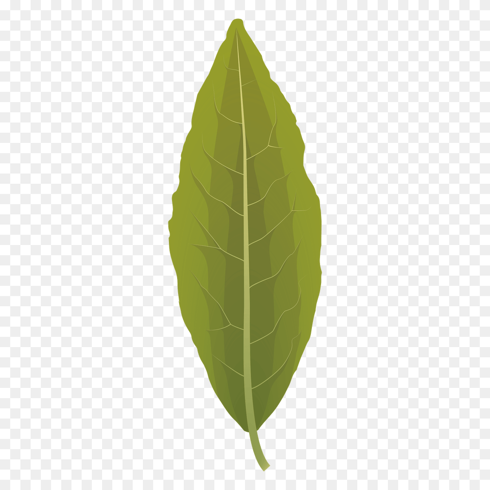 Laurel Tree Autumn Leaf Clipart, Plant Free Transparent Png