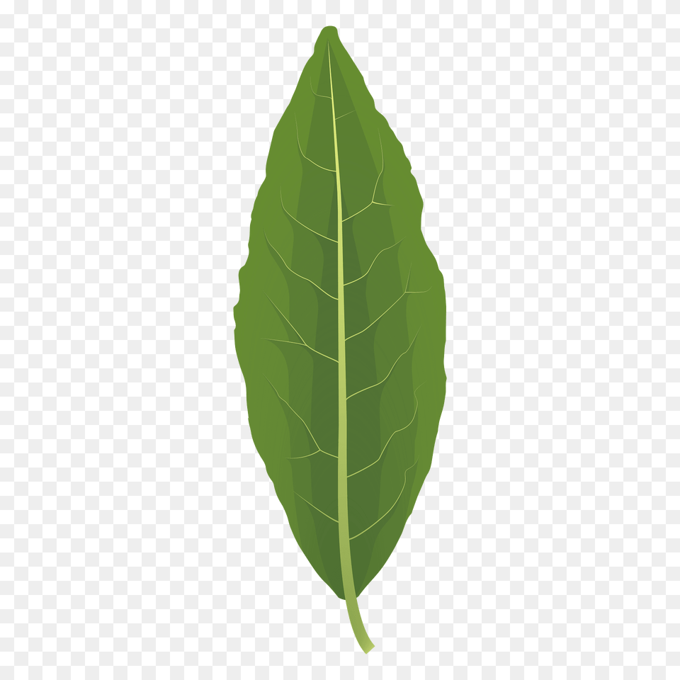 Laurel Tree Spring Leaf Clipart, Plant Free Png