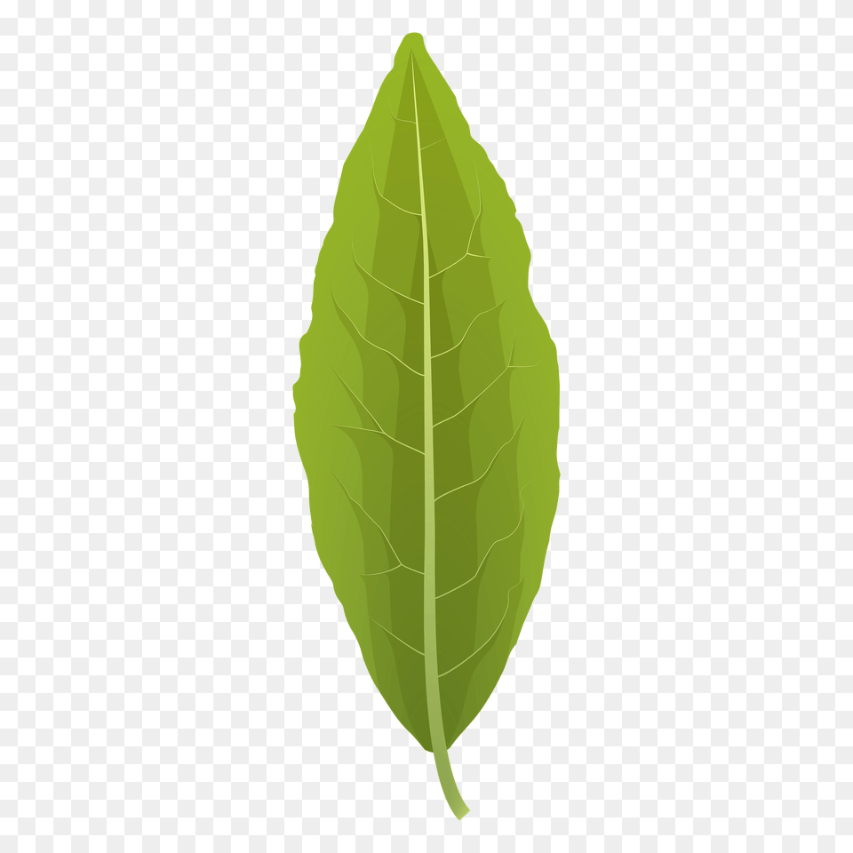 Laurel Tree Summer Leaf Clipart, Plant Png Image