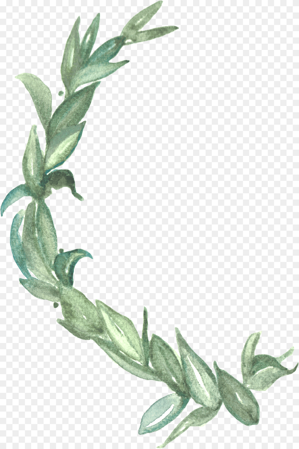 Laurel Wreath Watercolor, Grass, Plant, Herbal, Herbs Free Png