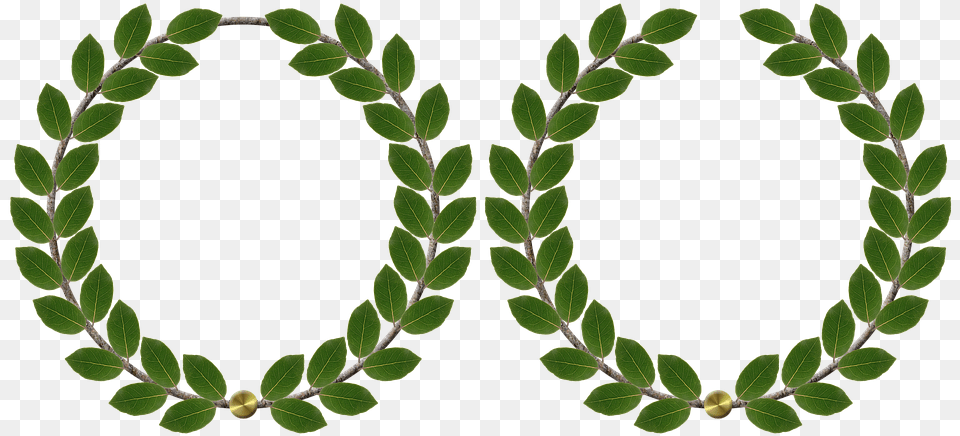 Laurel Wreath Wreath Clipart, Leaf, Plant, Flower, Accessories Free Png