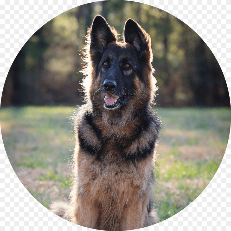 Lauren Gunnar, Animal, Canine, Dog, German Shepherd Png Image