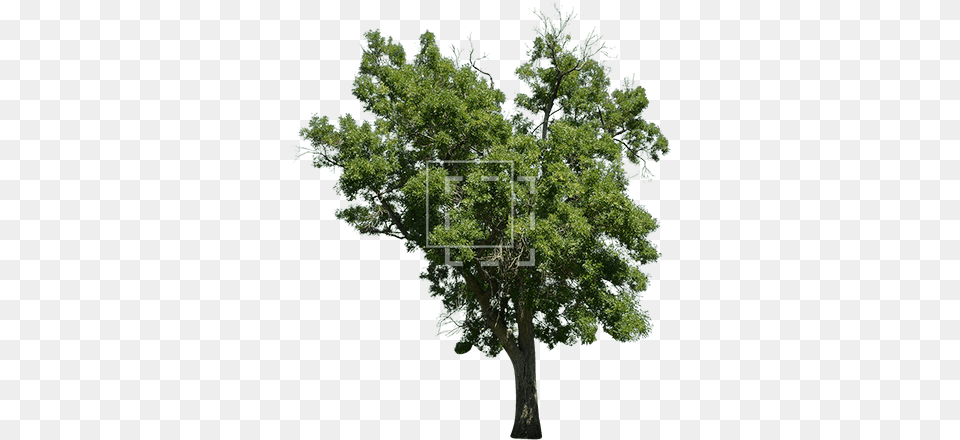 Laurus Nobilis Tree Laurus Nobilis Tree, Oak, Plant, Sycamore, Tree Trunk Free Transparent Png