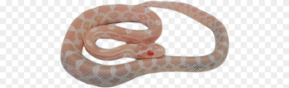 Lava Corn Snake Banner Black And White Library Corn Snake, Animal, Reptile Free Png Download