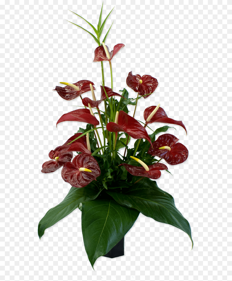 Lava In The Forest Arrangement Of Hawaiian Flowers Bouquet, Flower, Flower Arrangement, Flower Bouquet, Plant Free Png Download