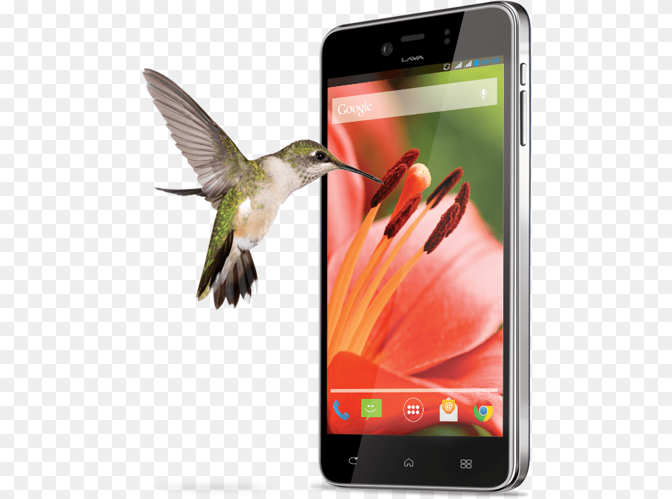 Lava Iris Pro 30 Specs Review Release Hummingbird, Electronics, Mobile Phone, Phone, Animal Png