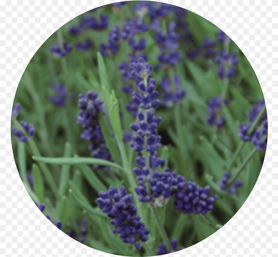 Lavanda Varieta, Flower, Lavender, Plant Free Transparent Png