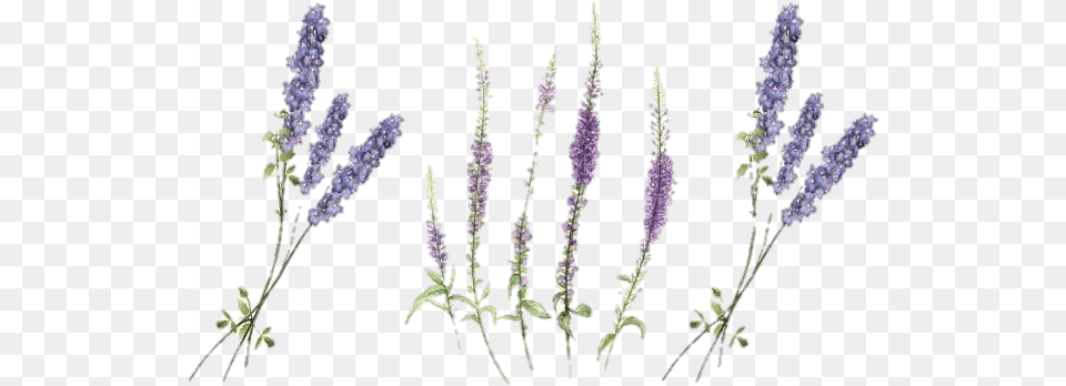 Lavander Lavender Freetoedit Flowers Flower Wildflower Lavender Temporary Tattoo, Amaranthaceae, Grass, Plant, Lupin Free Png