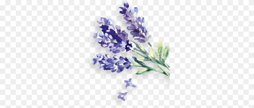 Lavendel Rechts Take A Break Handpflege Set Handpflege Set, Flower, Lavender, Plant Png