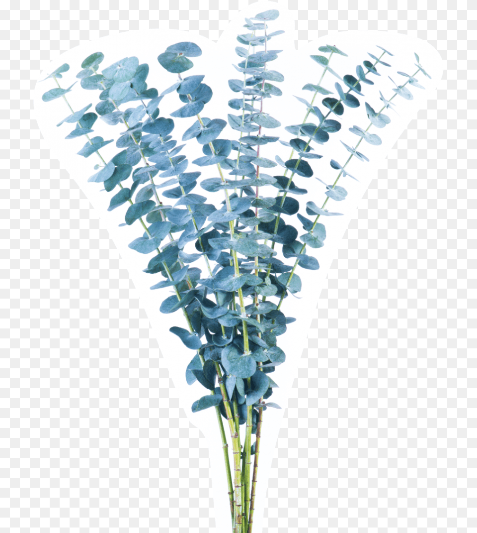 Lavender, Leaf, Plant, Flower, Pottery Png Image