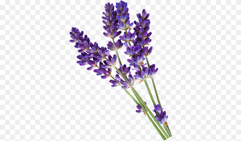 Lavender, Flower, Plant Free Png Download