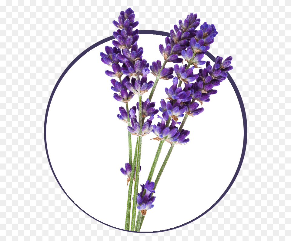 Lavender, Flower, Plant Free Png Download