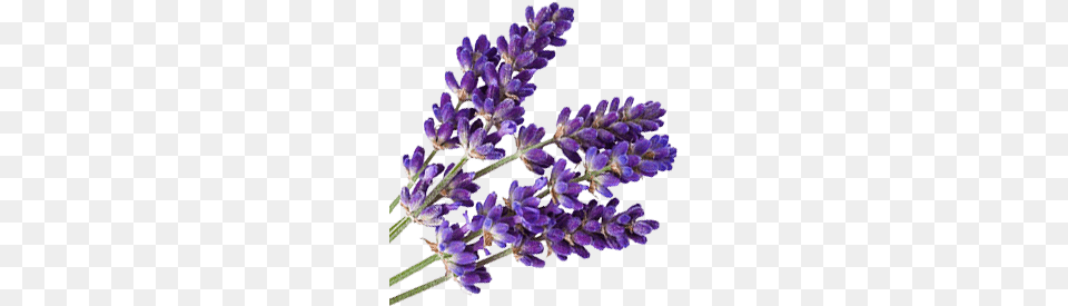 Lavender, Flower, Plant Png