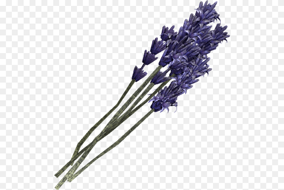 Lavender, Flower, Plant Free Transparent Png