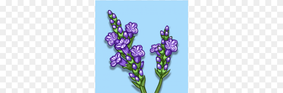 Lavender 600x315 Farmville Lavender, Flower, Plant, Purple Png