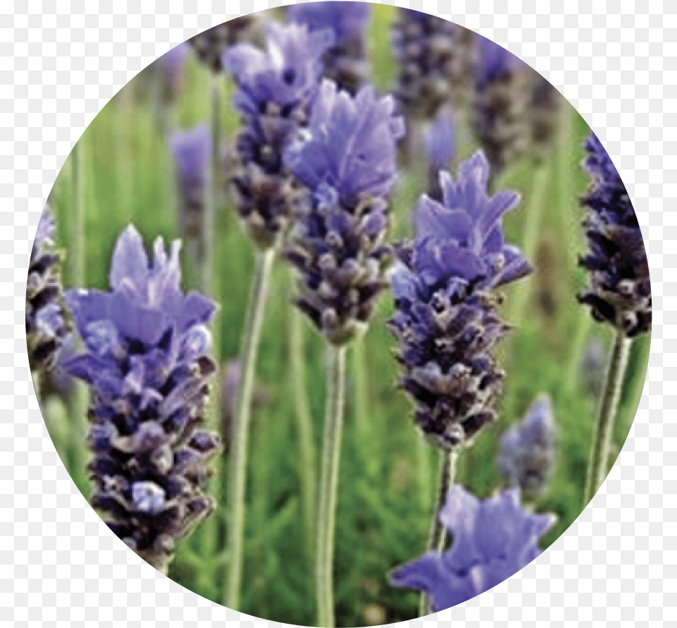 Lavender, Flower, Plant Png