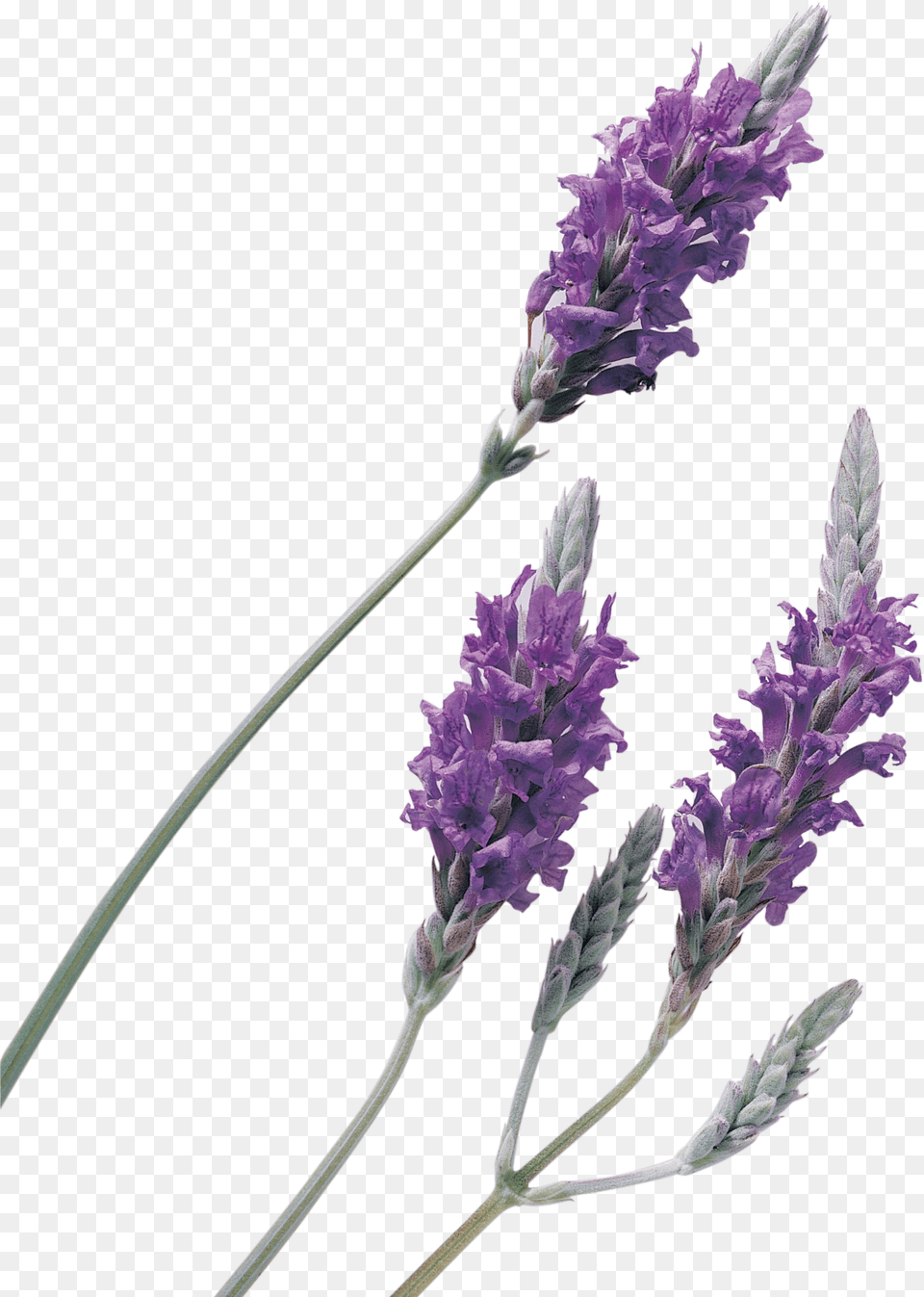 Lavender Background, Logo Free Png