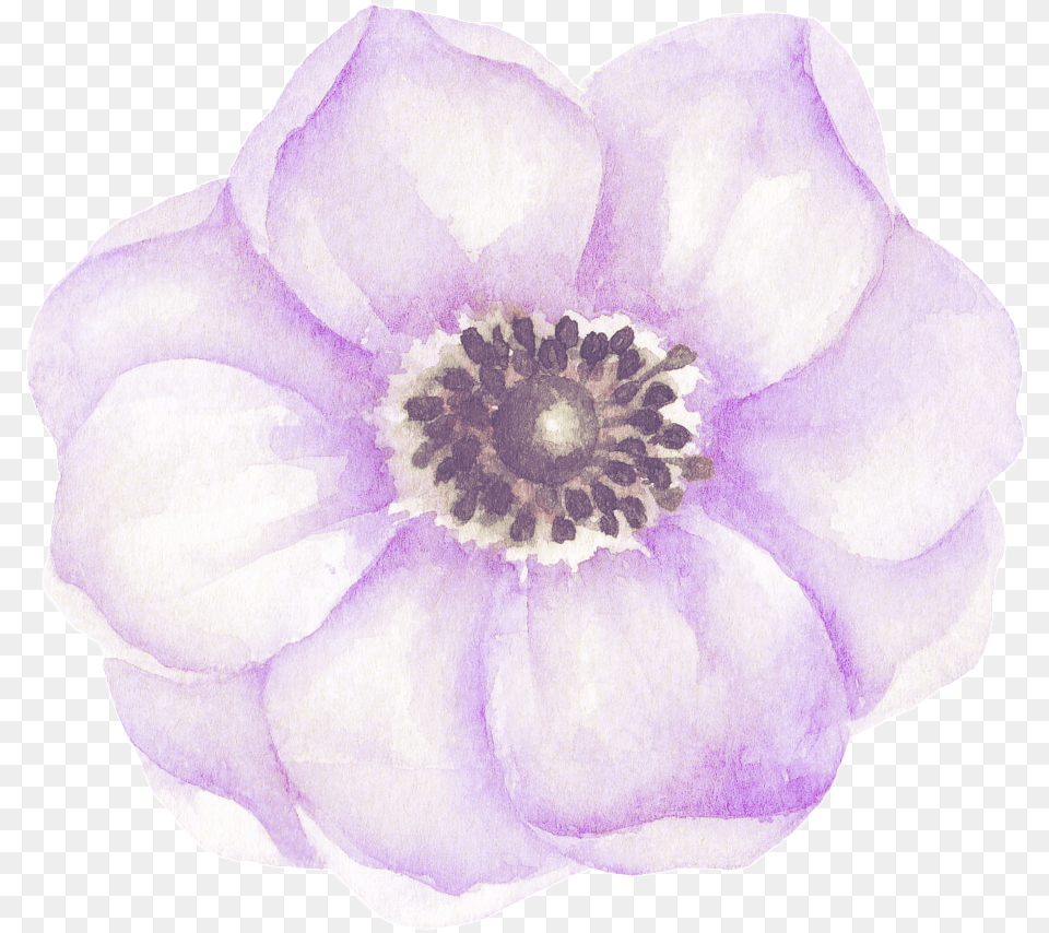 Lavender Beautiful Flower Transparent Decorative Purple, Anemone, Anther, Dahlia, Geranium Png