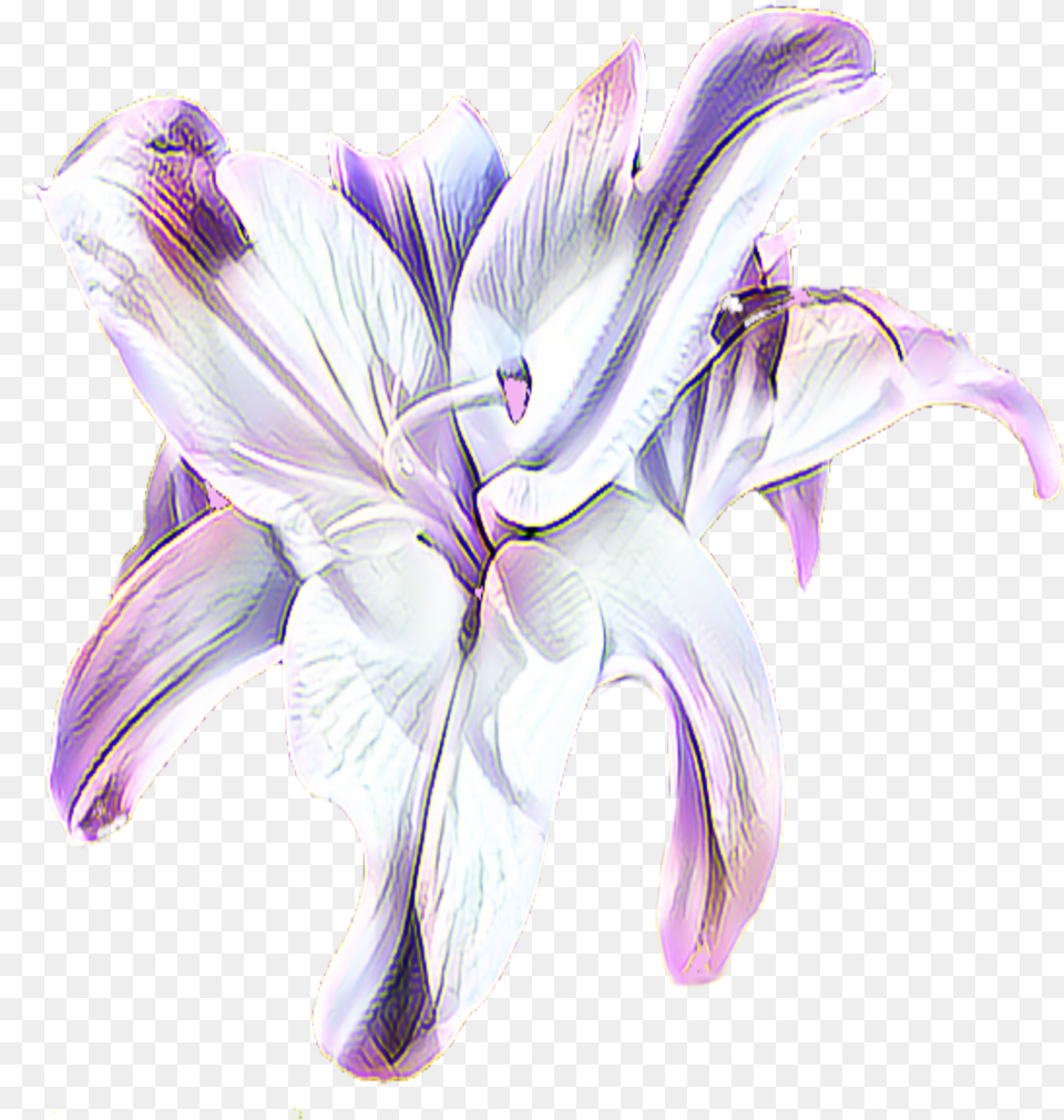 Lavender Black And White Purple Lily Flower, Plant, Anther, Petal, Animal Png
