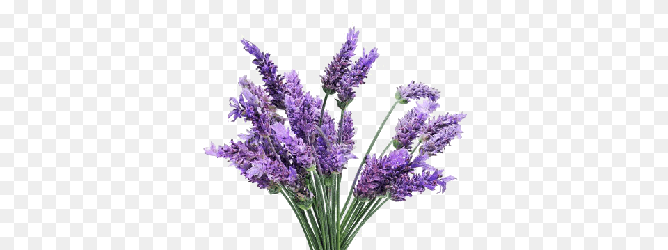 Lavender Bunch, Flower, Plant, Purple Png
