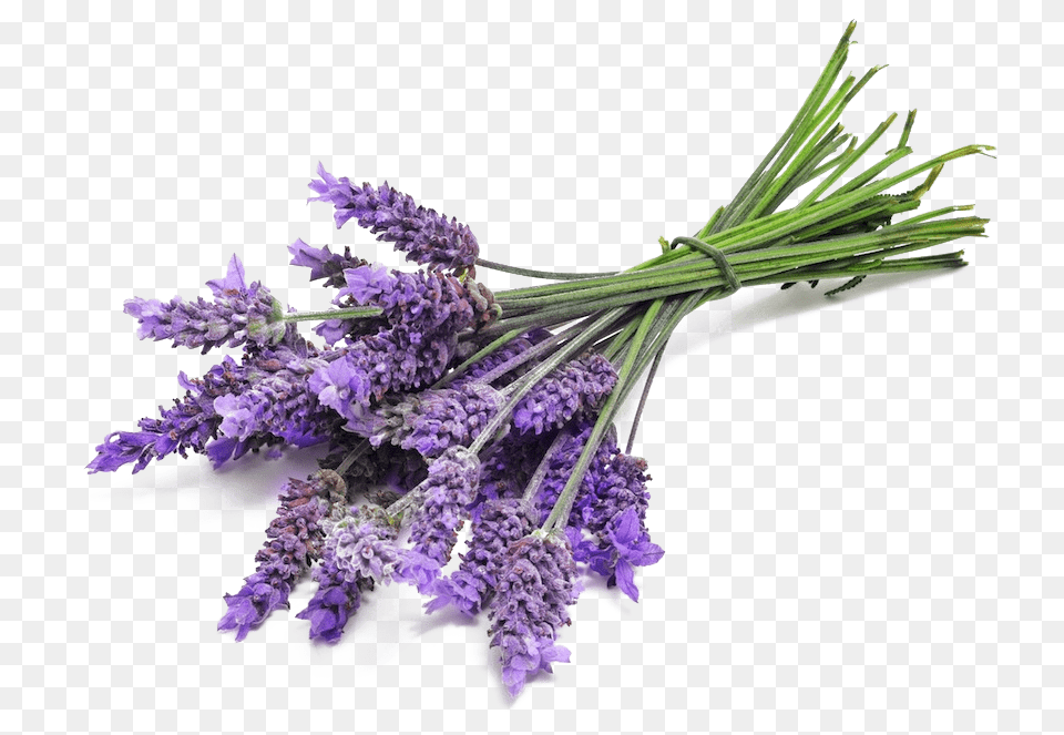 Lavender Bunch Close Up, Flower, Plant Free Transparent Png