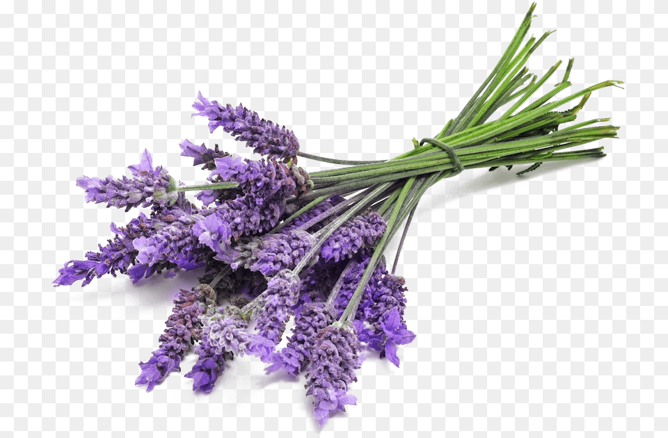 Lavender Bunch Close Up Transparent Background Lavender, Flower, Plant Png