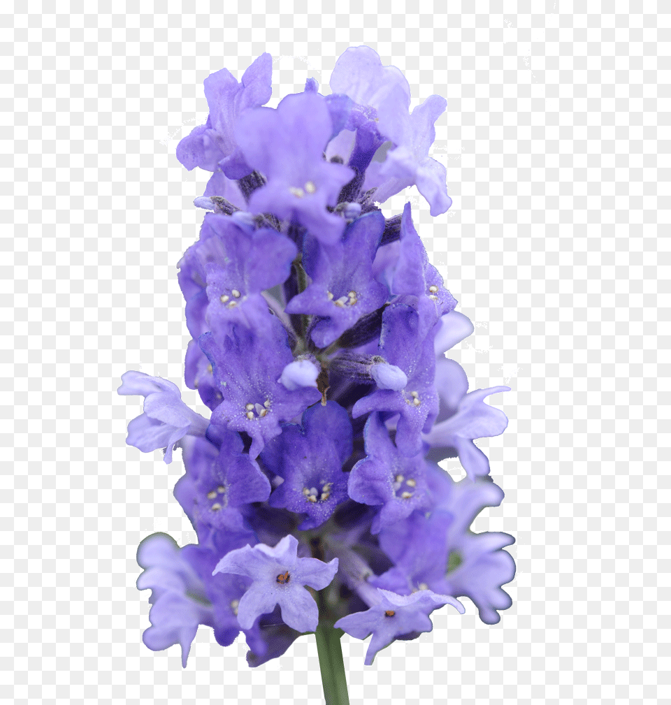 Lavender Bush, Flower, Geranium, Plant, Iris Png Image