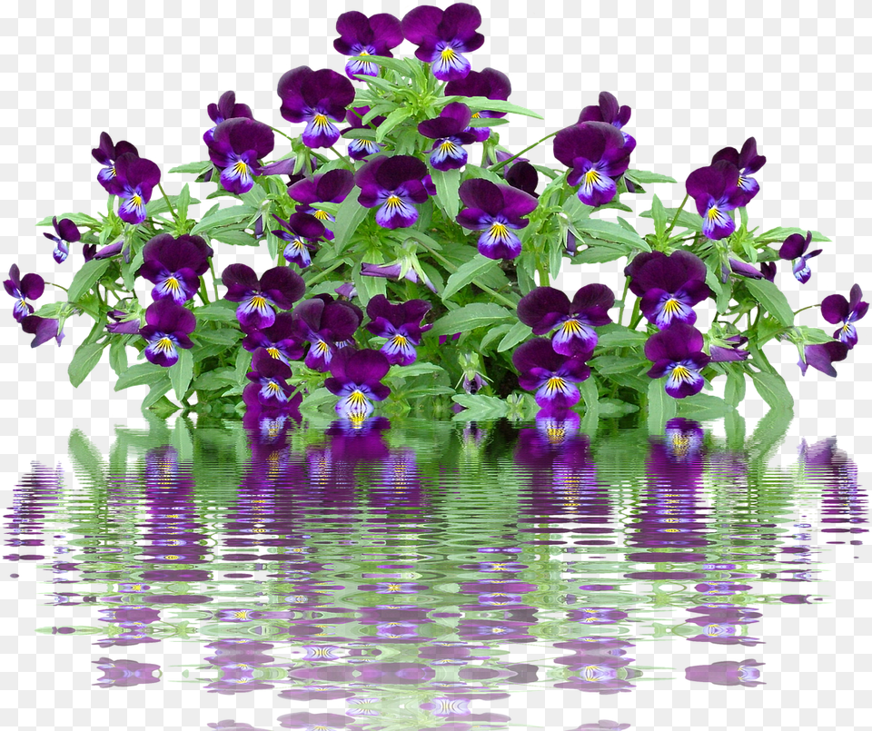 Lavender Bush, Flower, Geranium, Plant, Purple Png Image