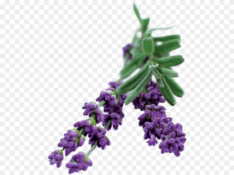 Lavender Bush, Flower, Plant Free Png Download