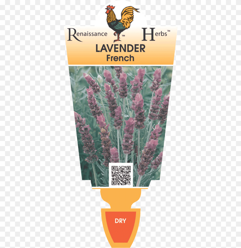 Lavender Bush Lads Love Flower, Plant, Animal, Bird, Chicken Free Transparent Png